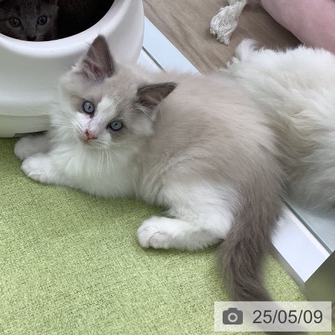 ラグドールの写真