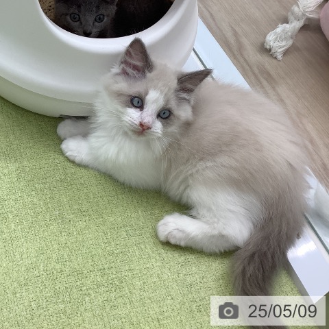 ラグドールの写真