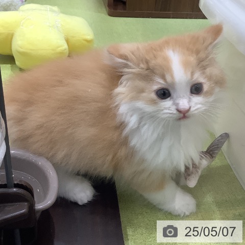 サイベリアンの写真