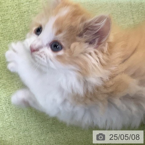 サイベリアンの写真