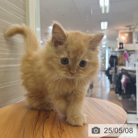 サイベリアンの写真