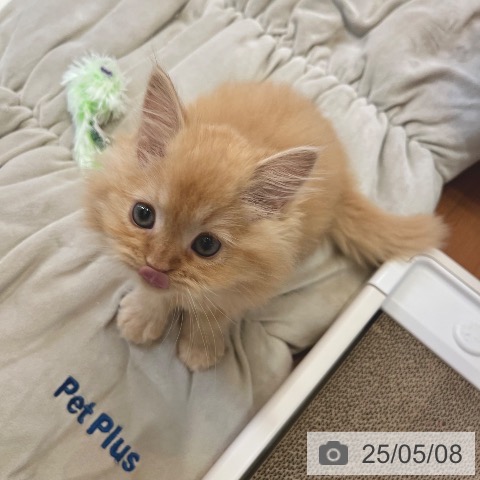 サイベリアンの写真