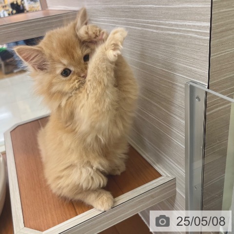 サイベリアンの写真