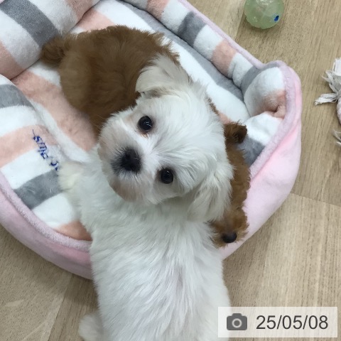 マルチーズの写真