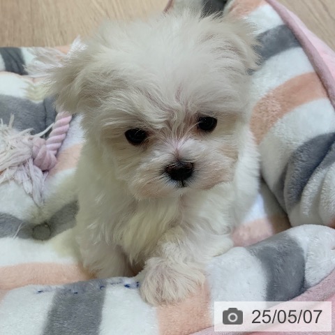 マルチーズの写真