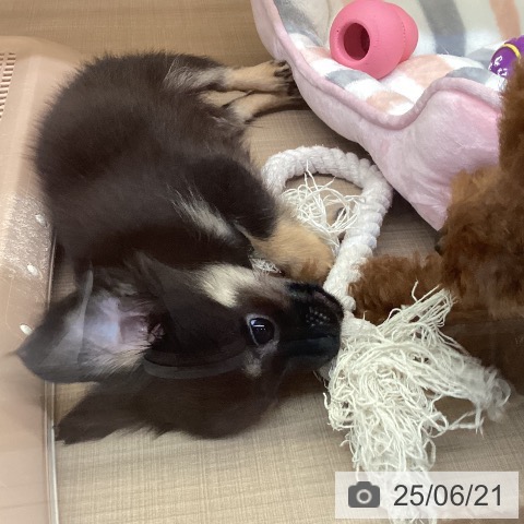 チワワの写真
