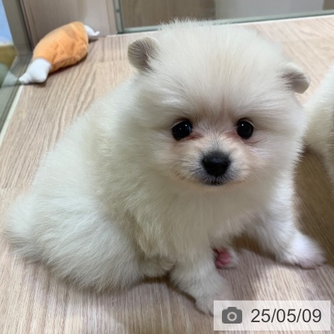 ポメラニアンの写真