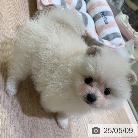 ポメラニアンの写真