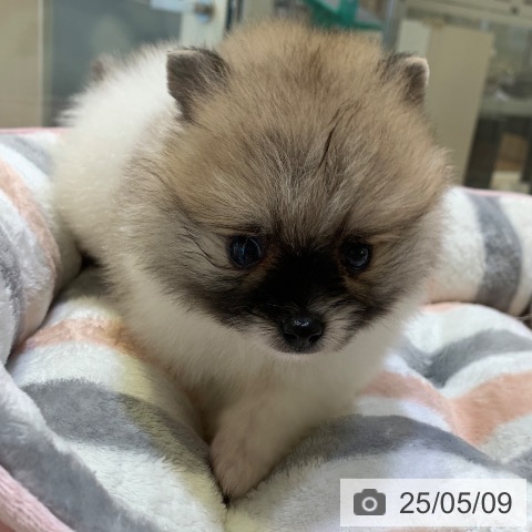 ポメラニアンの写真