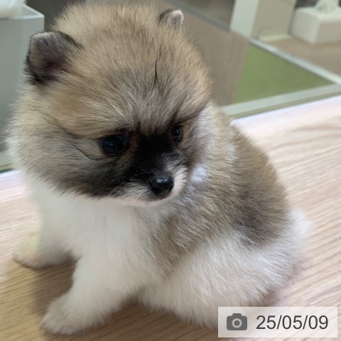 ポメラニアンの写真