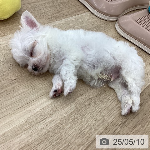 マルチーズの写真