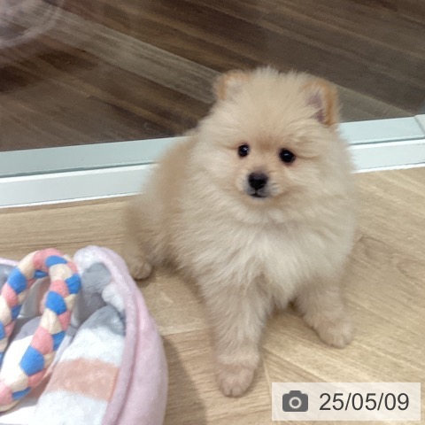 ポメラニアンの写真