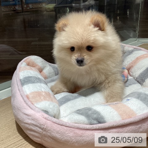 ポメラニアンの写真