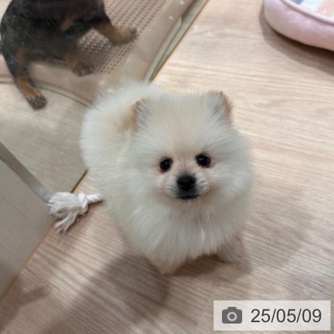 ポメラニアンの写真