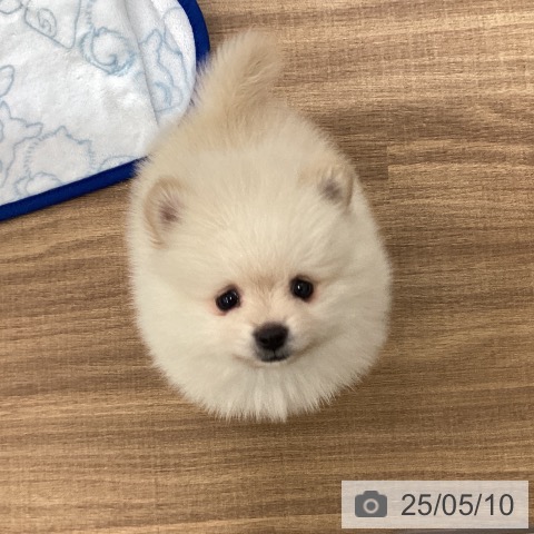 ポメラニアンの写真