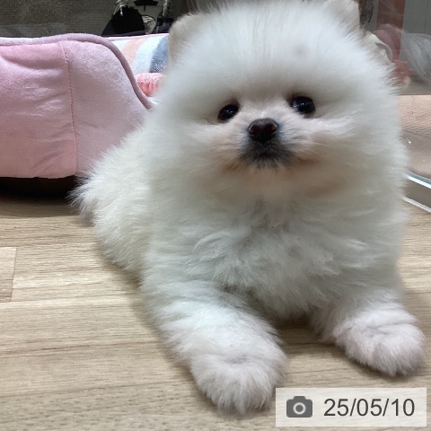 ポメラニアンの写真
