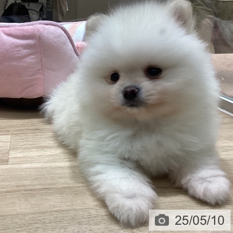 ポメラニアンの写真
