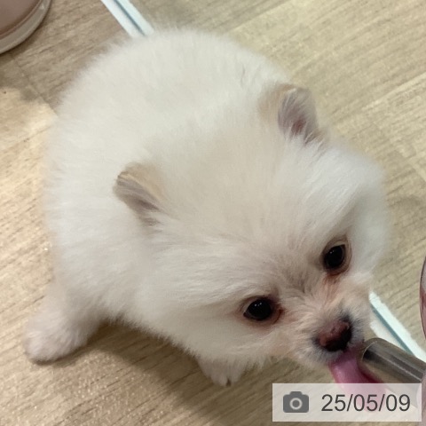ポメラニアンの写真