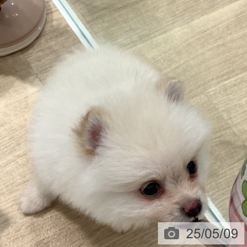 ポメラニアンの写真