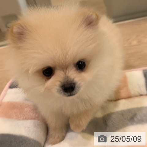 ポメラニアンの写真