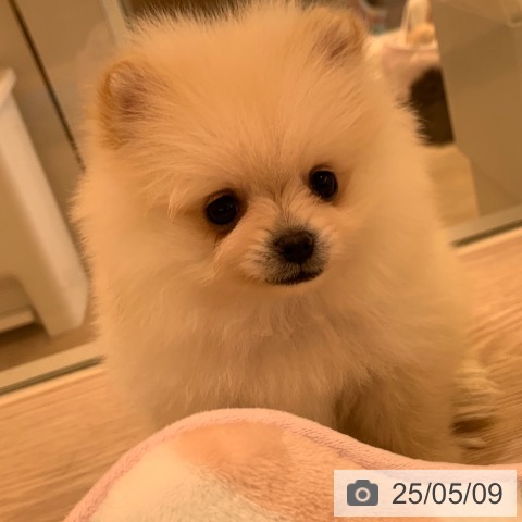 ポメラニアンの写真