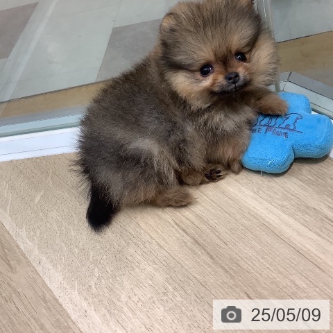 ポメラニアンの写真