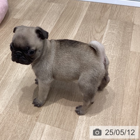 パグの写真