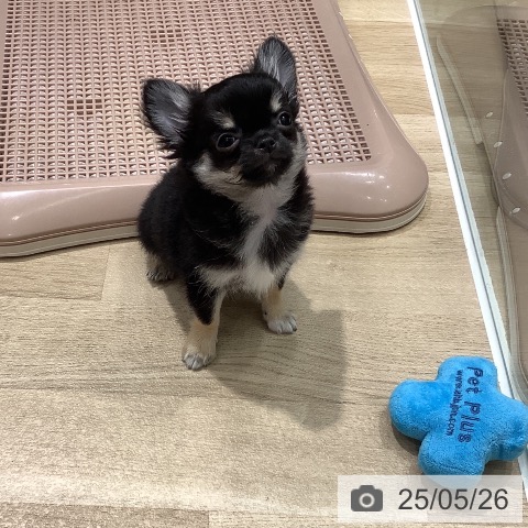 チワワの写真