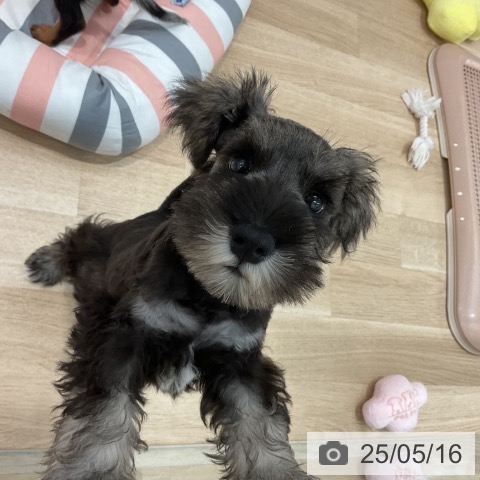 ミニチュア・シュナウザーの写真