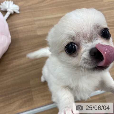チワワの写真