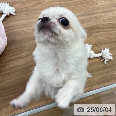 チワワの写真