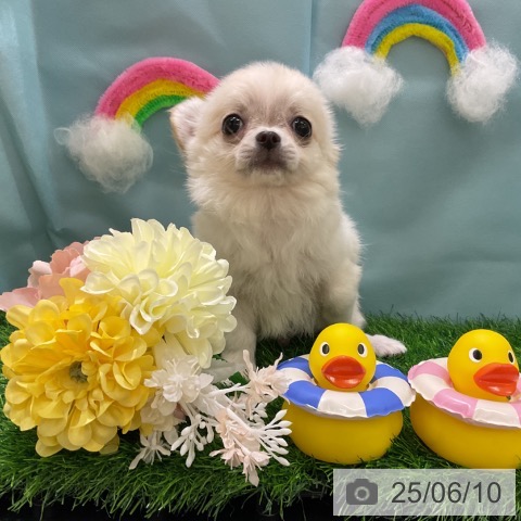 チワワの写真