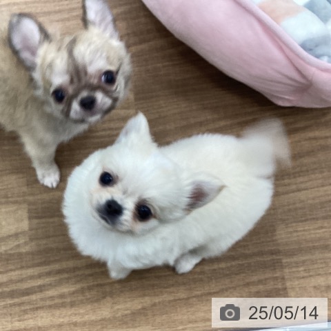 チワワの写真