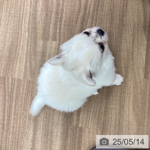 チワワの写真