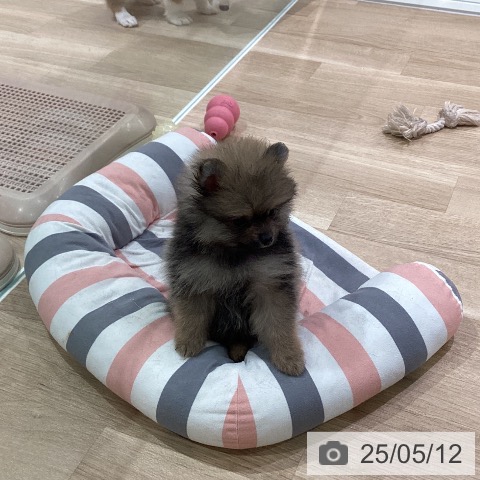 ポメラニアンの写真