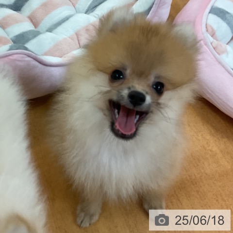 ポメラニアンの写真