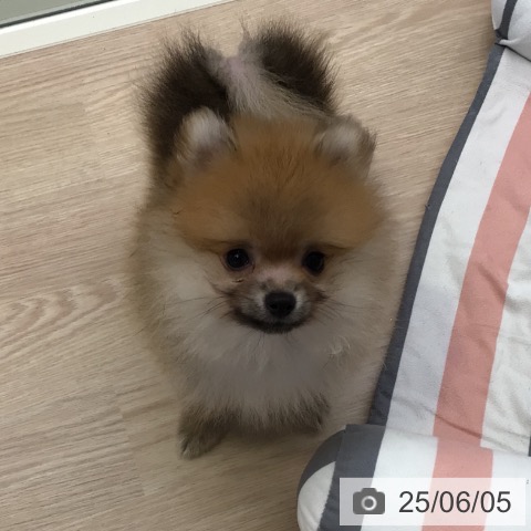 ポメラニアンの写真