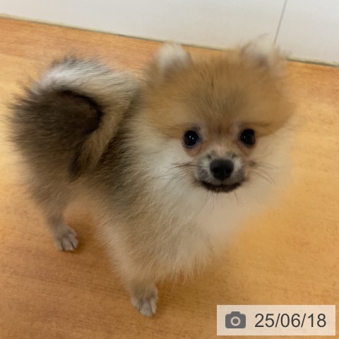 ポメラニアンの写真
