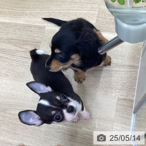 チワワの写真