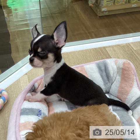 チワワの写真