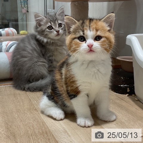 サイベリアンの写真