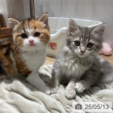 サイベリアンの写真