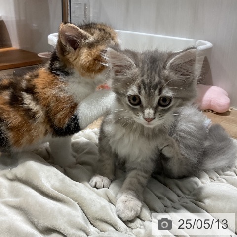 サイベリアンの写真