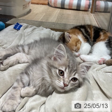 サイベリアンの写真
