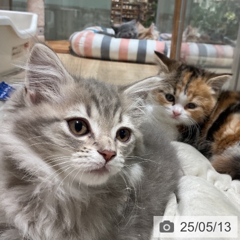 サイベリアンの写真