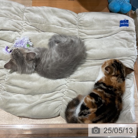 サイベリアンの写真