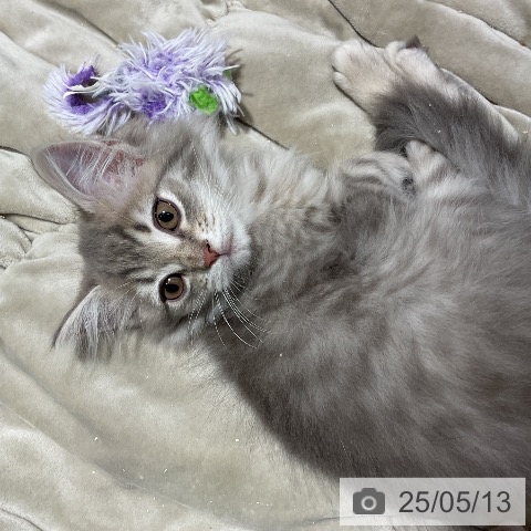 サイベリアンの写真