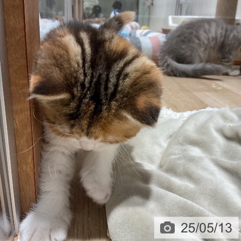 スコティッシュフォールドの写真