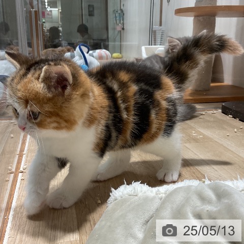 スコティッシュフォールドの写真