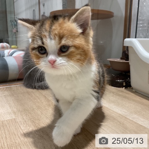 スコティッシュフォールドの写真